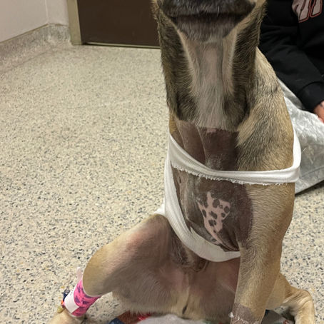 Post-Surgery Nutrition