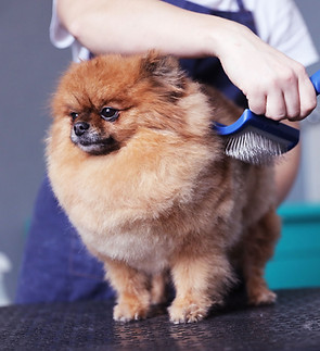 Brushing the Fur _edited.jpg