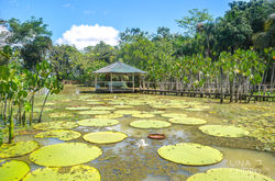 Victoria Regia