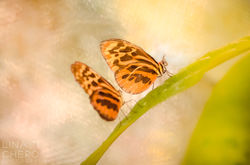 Mariposa Monarca