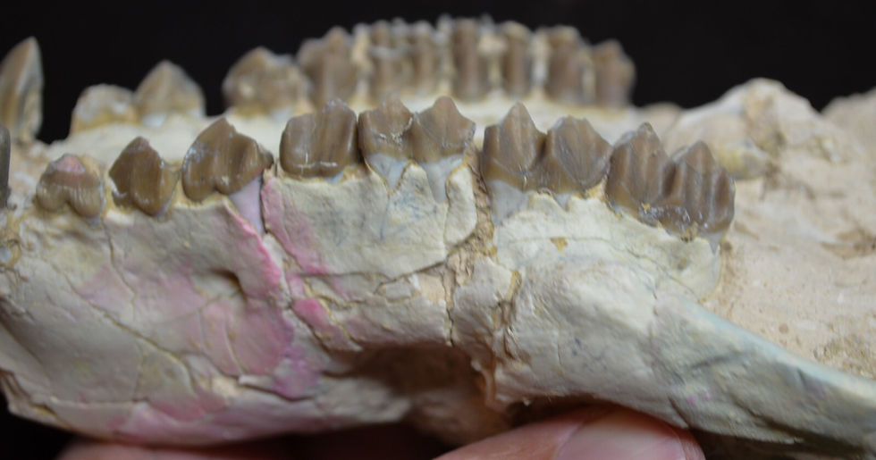 Thumbnail: Oreodont Upper Skull, Merycoidodon, Fossil, Badlands S Dakota, Oligocene, O1589
