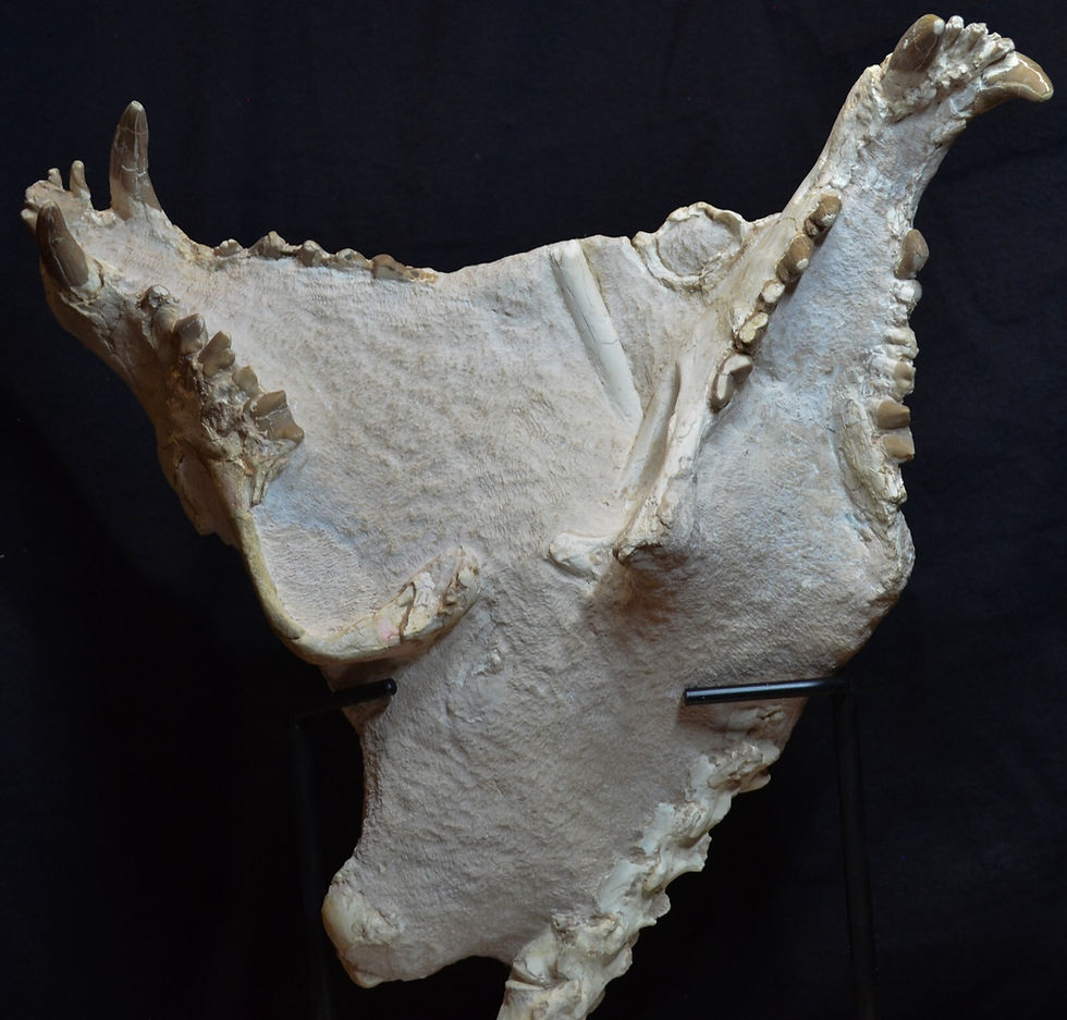 Thumbnail: Rare Hyaenodon Skull on Matrix, Hyaenodon horridus, Fossil, Oligocene, K342