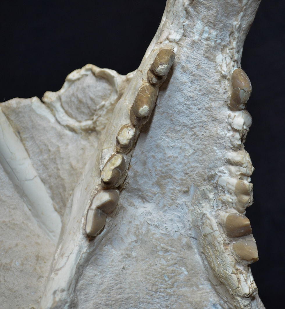 Thumbnail: Rare Hyaenodon Skull on Matrix, Hyaenodon horridus, Fossil, Oligocene, K342