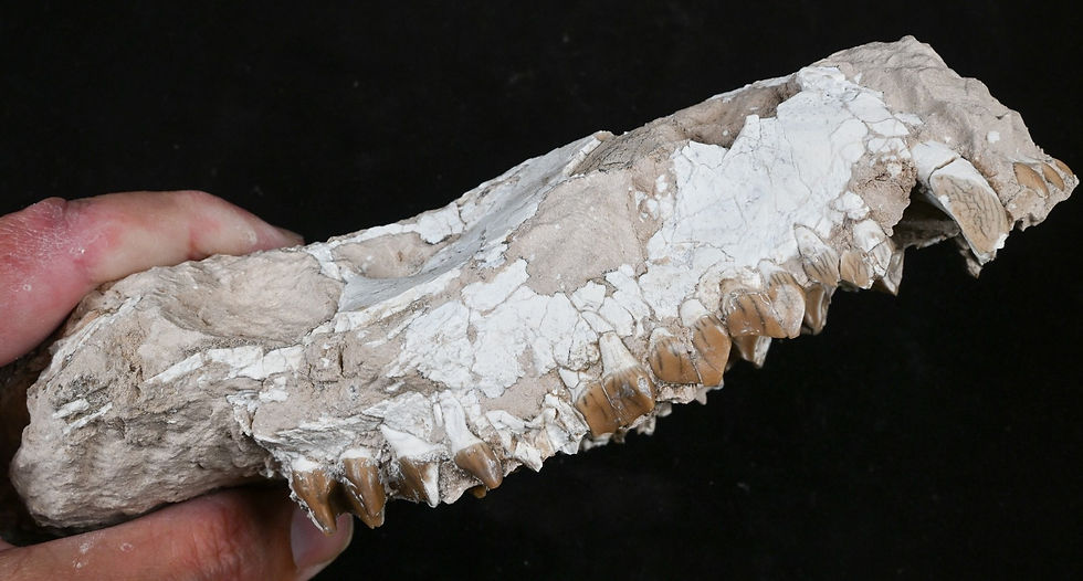 Thumbnail: Oreodont Upper Skull, Eporeodon, Fossil, Badlands S Dakota, Oligocene, O1641