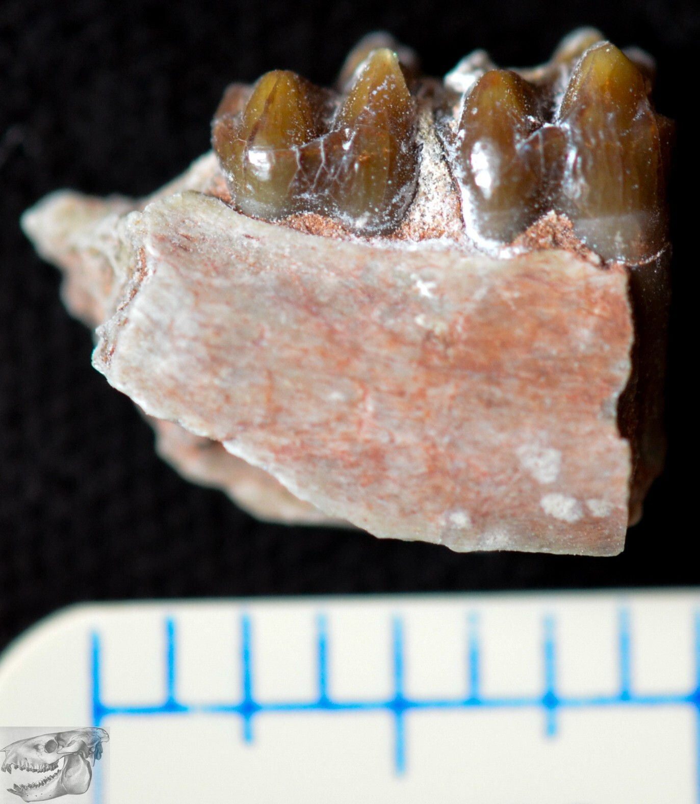 Early Squirrel, Ischyromys typus, Fossil Jaw Section, Badlands, S Dakota, I228