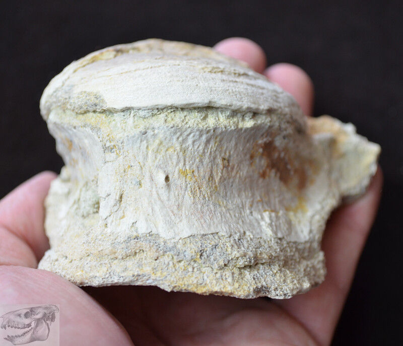 Thumbnail: Titanothere Vertebra, Fossil, Brontothere, South Dakota, Badlands, 1 Pound, T643