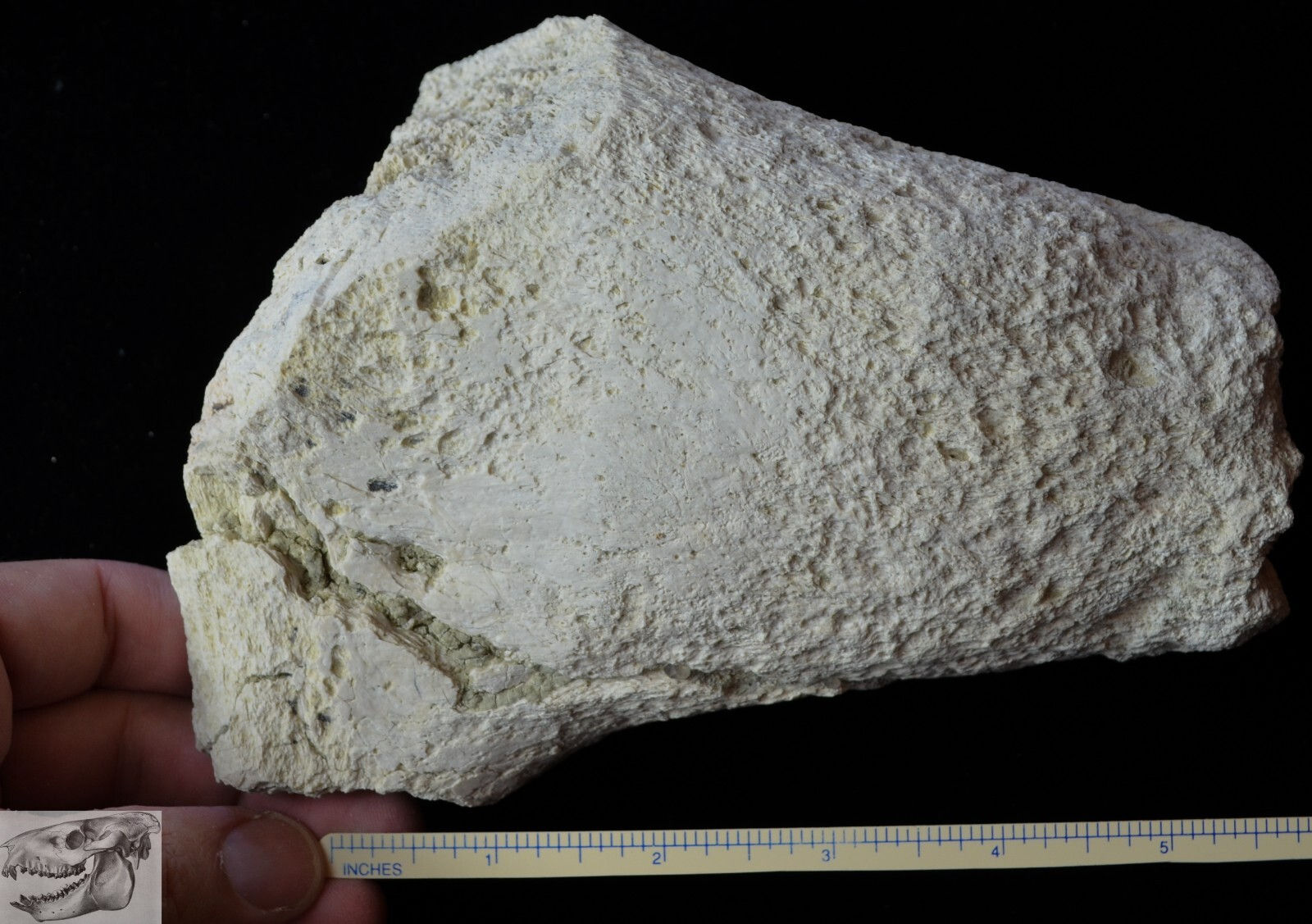 Titanothere Fossil Horn, Brontothere, Badlands South Dakota, 35 Mya, 2+ lb. T754