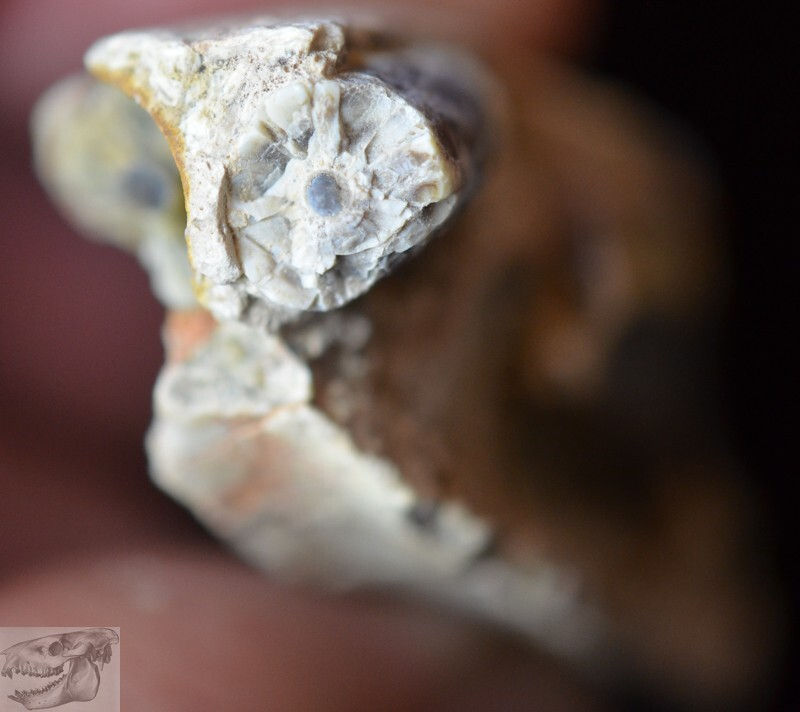 Thumbnail: Rare Hyaenodon Chin Section, Hyaenodon horridus, Fossil, Oligocene S Dak., K300