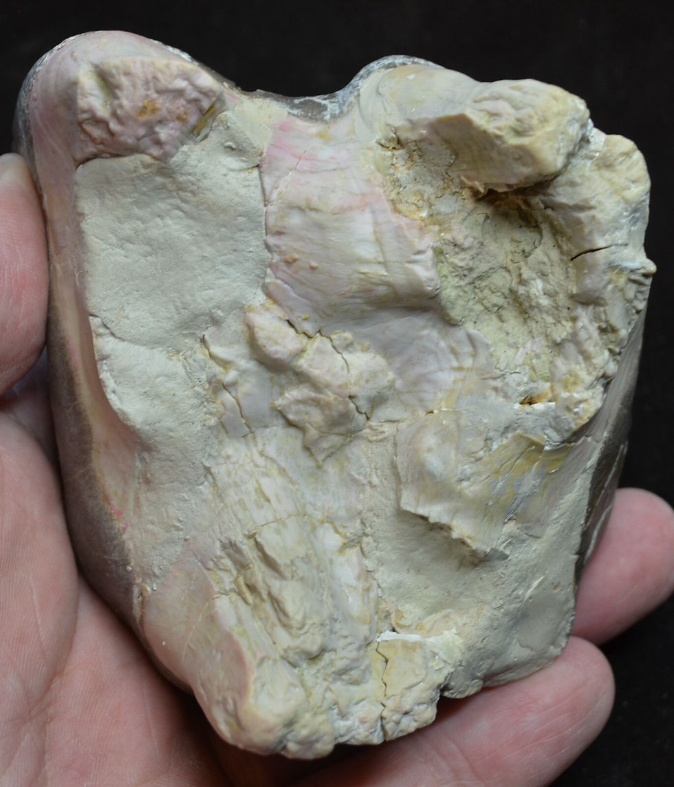 Thumbnail: Titanothere Upper Molar, Fossil Tooth, Brontothere, South Dakota, Badlands T791