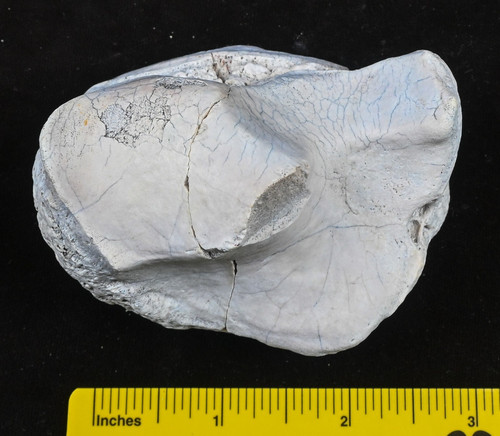 Titanothere Fossil Ankle Bone, Left Scaphoid, Brontothere, S Dak