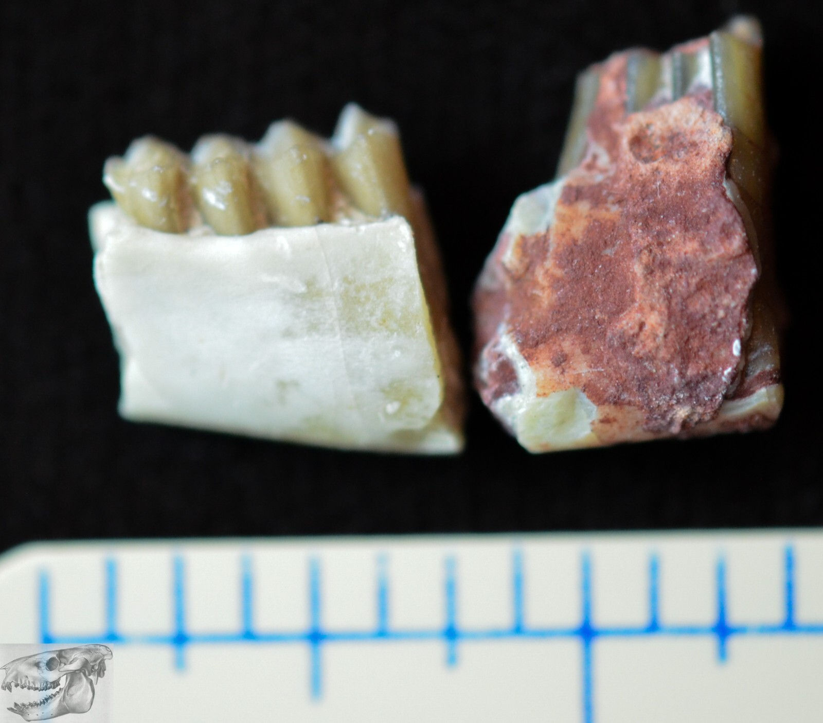 Early Rabbit, Paleolagus haydeni, 2 Fossil Jaw Sections, Badlands, S Dakota I239