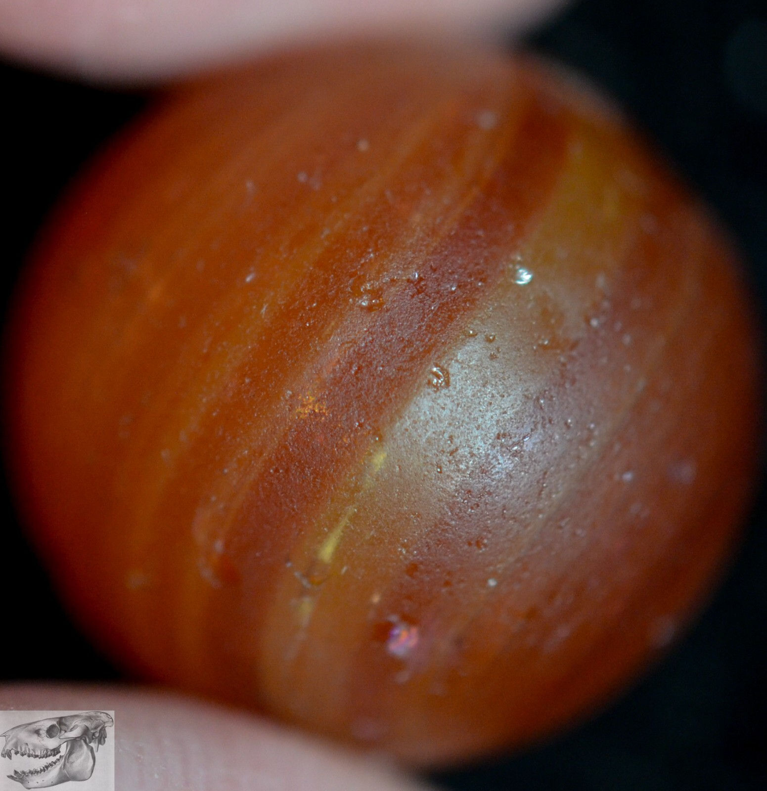 Handmade Butterscotch Custard Swirl Marble, 11/16 in, Good 7.4, Free Ship, S995