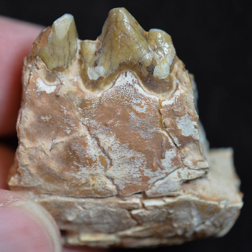 Thumbnail: Rare Large Dog Jaw Sections, Daphoenus felinus, Fossils, Oligocene, SD, K337