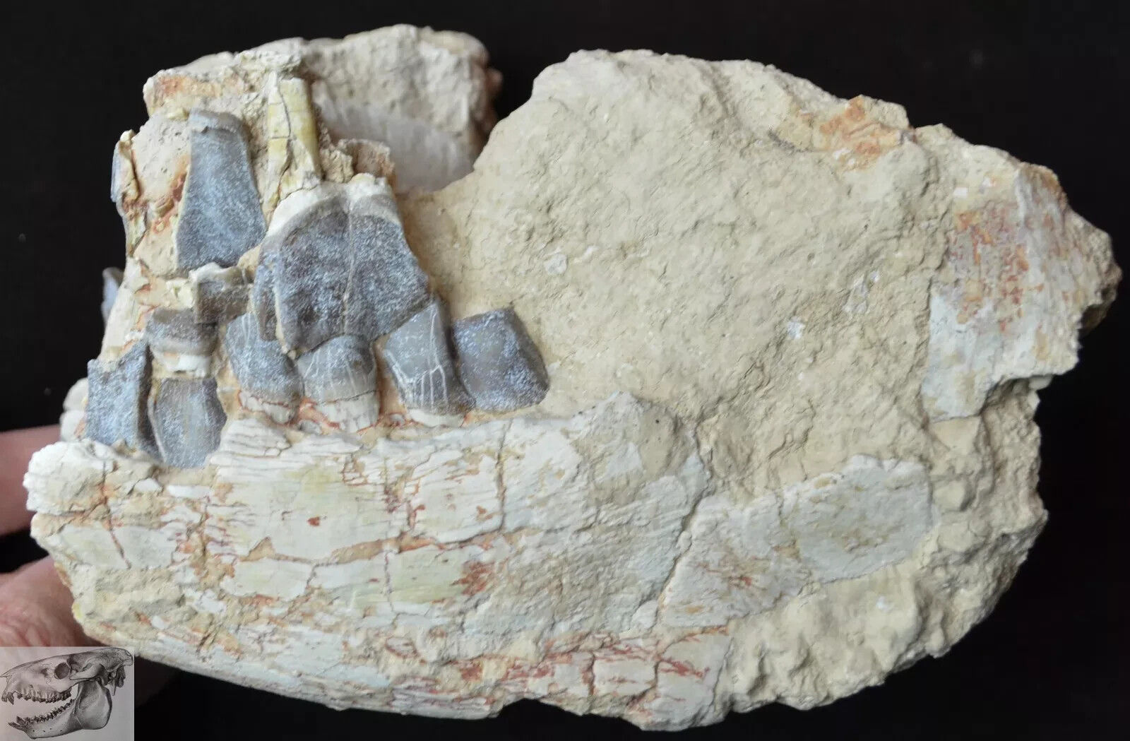 Hyracodon Skull Section, Fossil, Badlands, South Dakota, Oligocene, SD R1103