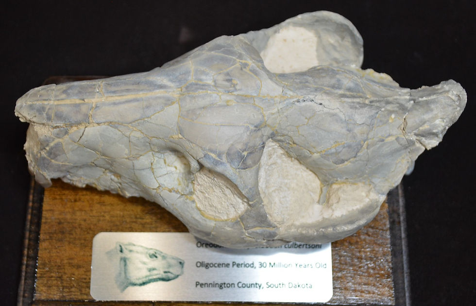 Thumbnail: Oreodont Upper Skull, Merycoidodon, Fossil, Badlands S Dakota, Oligocene, O1611