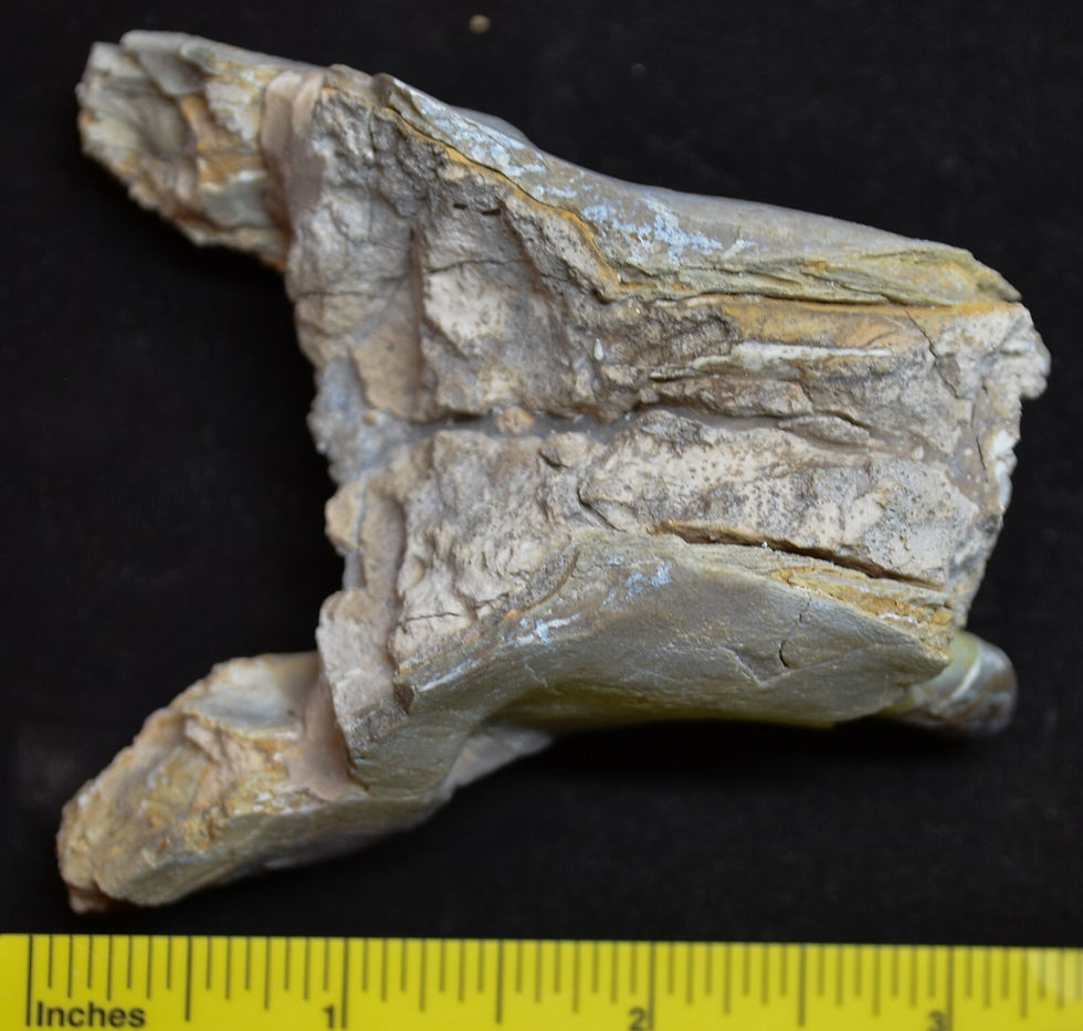 Thumbnail: Rare Hyaenodon Palate Section, Hyaenodon cruentus, Fossil, Oligocene S Dak, K343