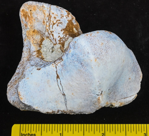 Titanothere Fossil Ankle Bone, Right Unciform, Brontothere, S Dak