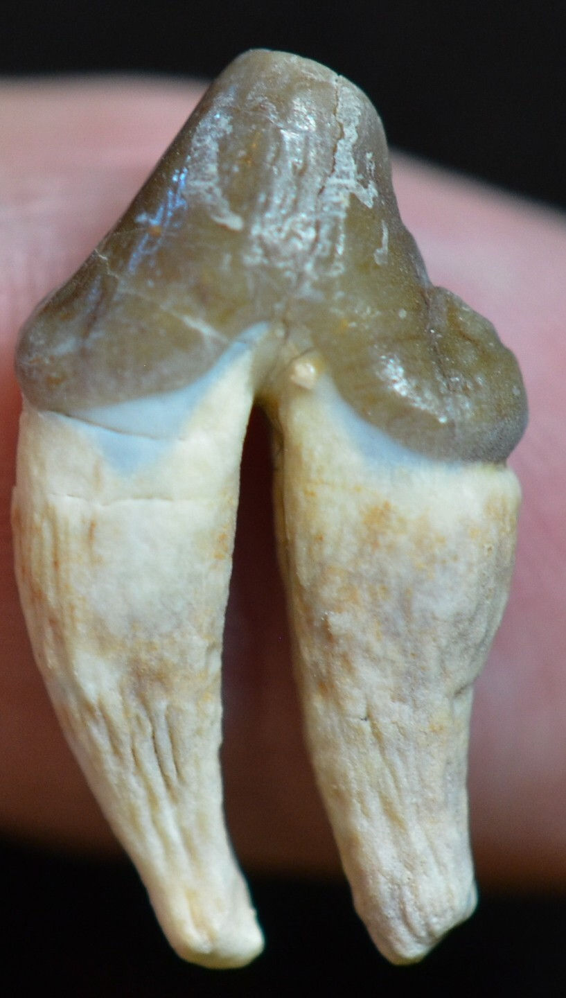 Thumbnail: Rare Large Dog Associated Teeth, Daphoenus felinus, Fossils, Oligocene, SD, K339