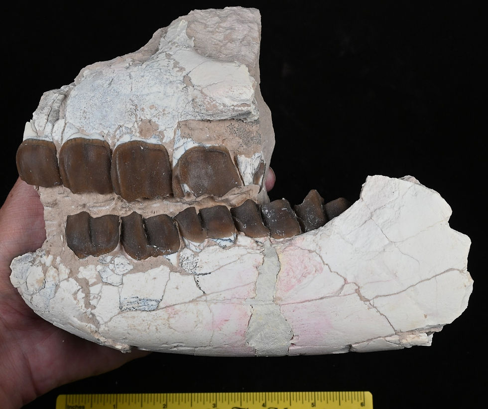 Thumbnail: Nice Hyracodon Fossil Mandible & Maxilla, Badlands, S. Dakota, Oligocene, R1139