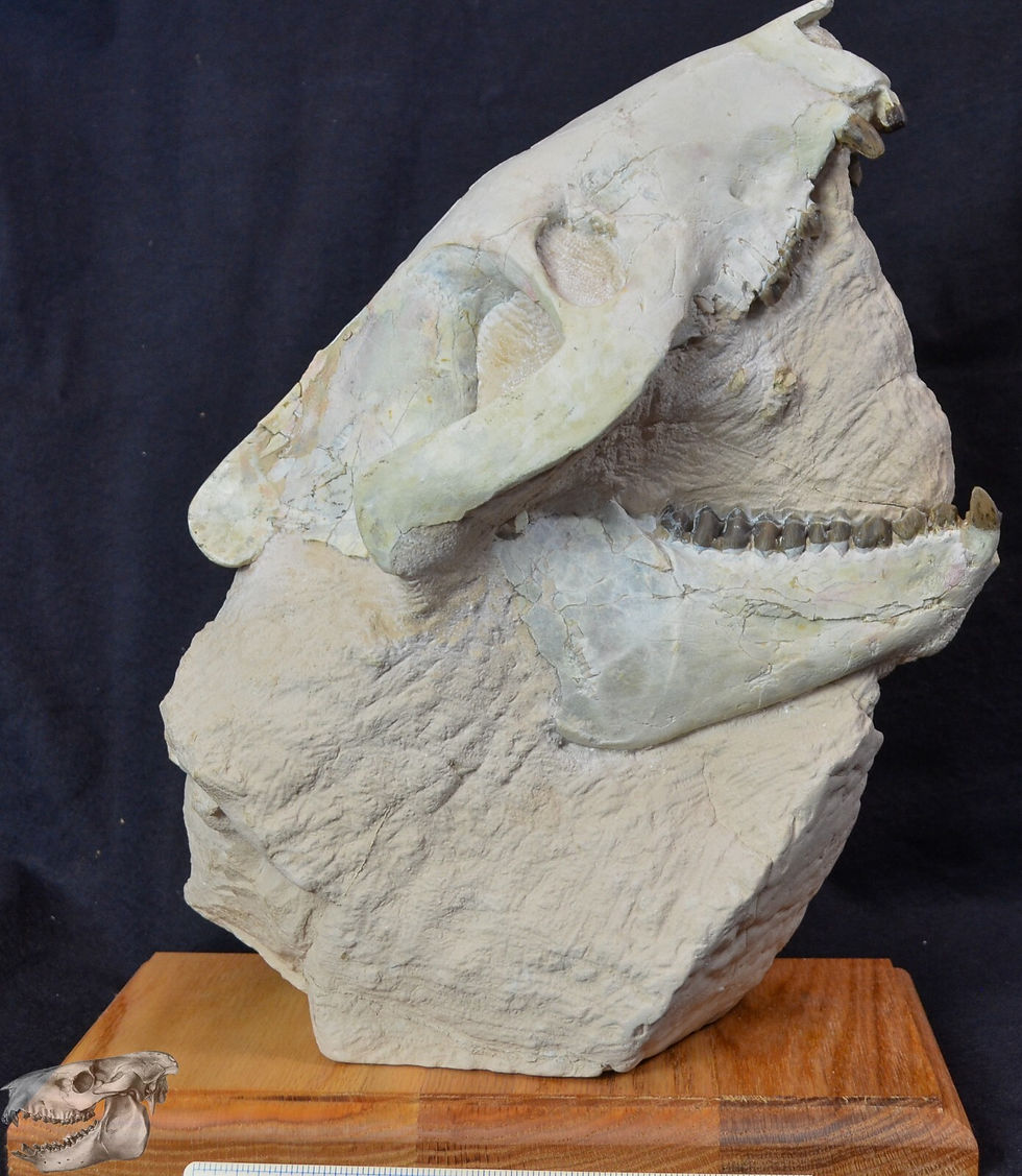 Thumbnail: Large Oreodont Skull on Matrix, Eporeodon major, Badlands, SD Fossil, 17lb O1532
