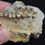 Thumbnail: Oreodont Partial Upper Skull, Leptauchenia decora Fossil, Badlands SD Olig O1559