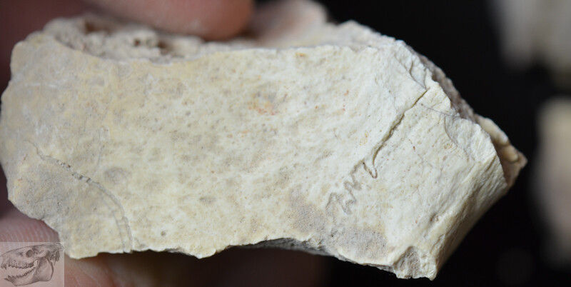 Thumbnail: Rare Large Hyaenodon Bone Pieces, Hyaenodon horridus, Fossils, Oligocene, K304