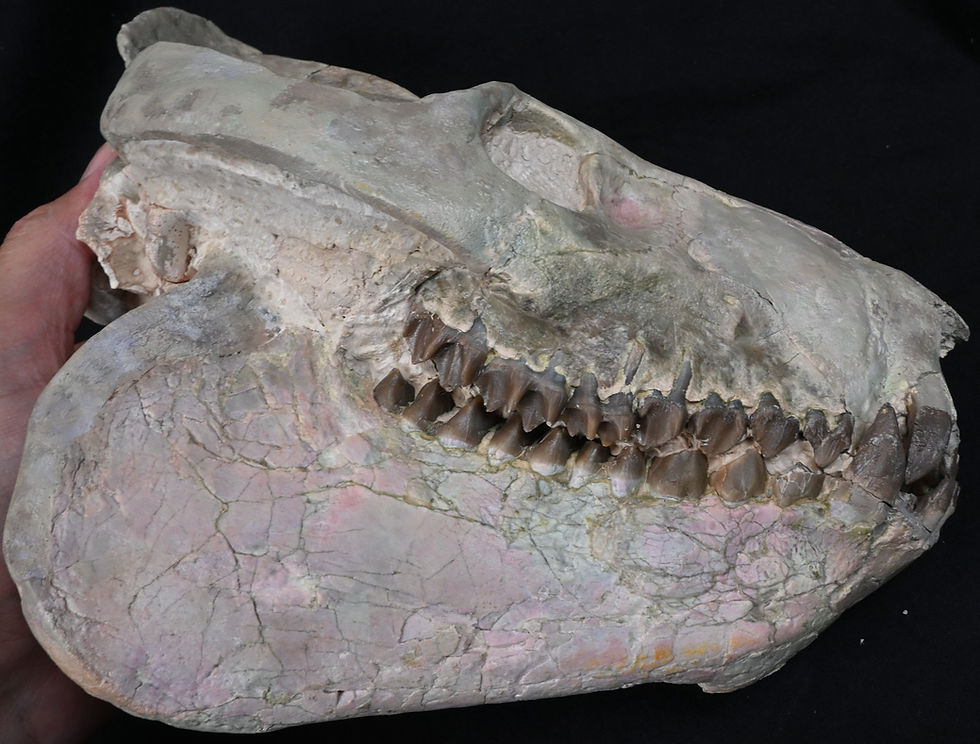 Thumbnail: Giant Oreodont Skull, Eporeodon, Fossil, Badlands South Dakota, Oligocene, O1625