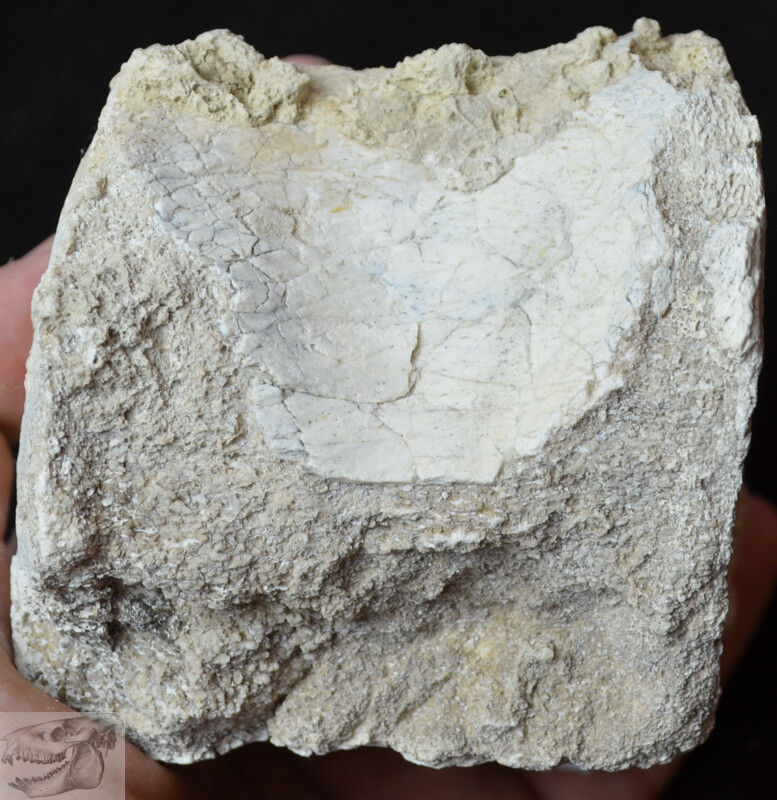 Thumbnail: Titanothere Vertebra, Fossil, Brontothere, South Dakota, Badlands, 2 Pound, T558