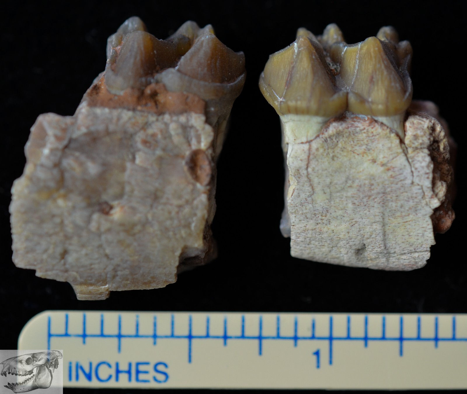 Pair of Mesohippus Lower Teeth, Three Toed Horse Fossils, Oligocene, S Dak, H759