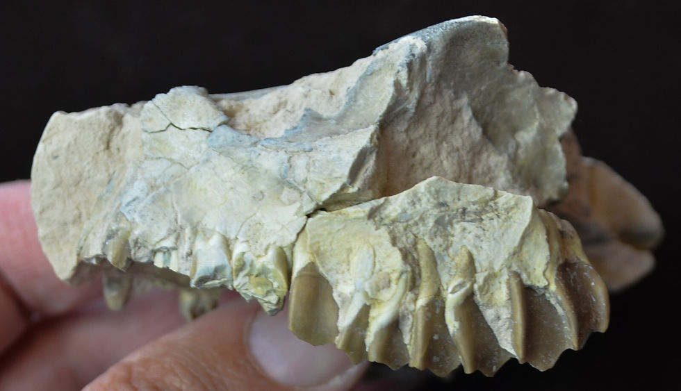 Thumbnail: Oreodont Upper Skull, Leptauchenia decora Fossil, Badlands, S Dakota, Olig O1541