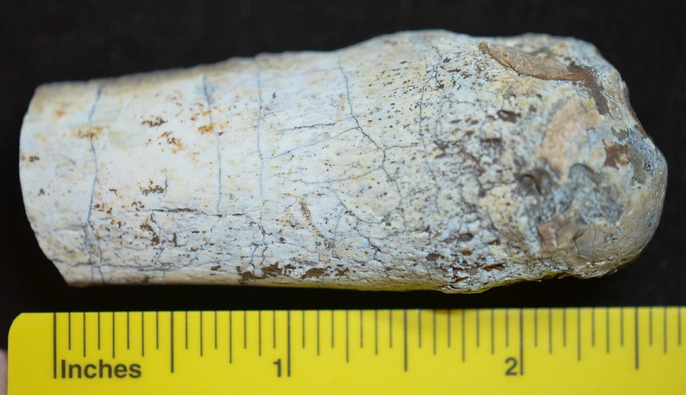 Subhyracodon Fossil Metatarsal, Footbone, Badlands, S Dakota, Oligocene, R1131