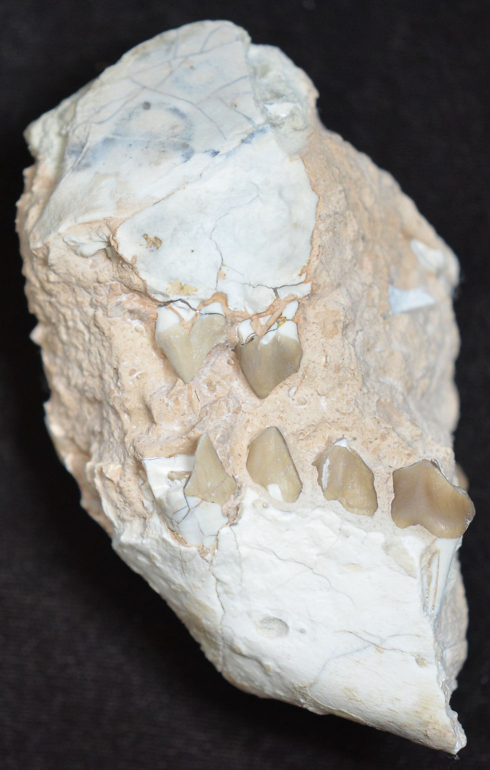 Thumbnail: Oreodont Skull Section, Fossil, Merycoidodon, Badlands, South Dakota, O1602