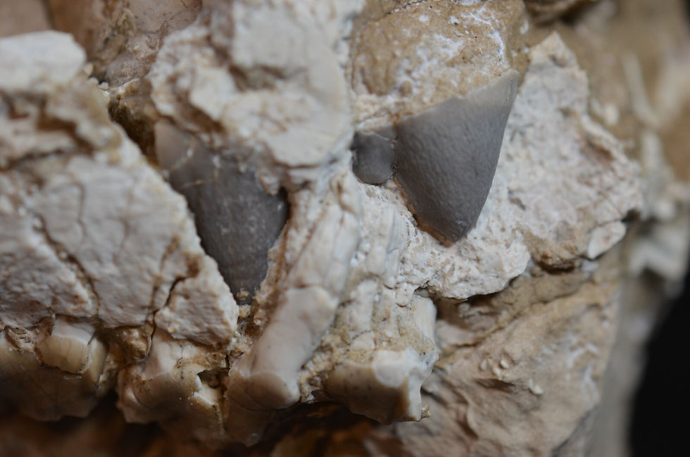 Thumbnail: Rare Juvenile Hyaenodon Skull, Hyaenodon horridus, Fossil, Oligocene, K340