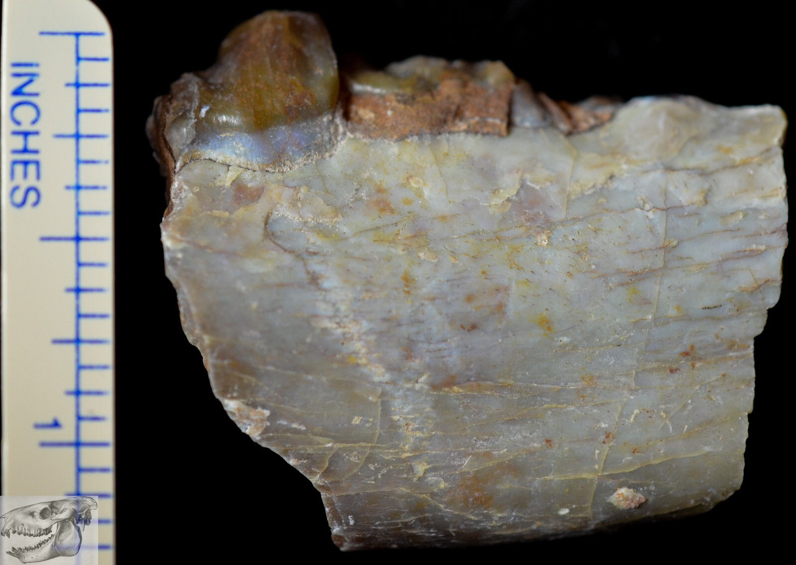 Rare Hyaenodon Jaw Section, Hyaenodon horridus, Fossil, Oligocene S Dakota, K322