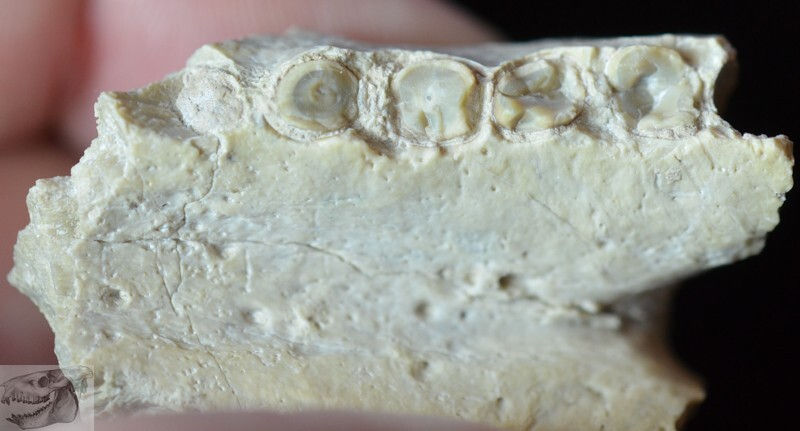 Thumbnail: Rare Hyaenodon Chin Section, Hyaenodon cruentus, Fossil, Oligocene S Dak., K312