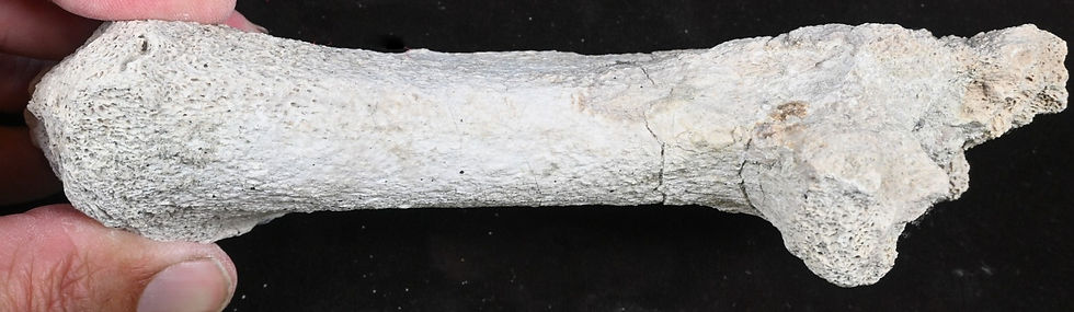 Thumbnail: Titanothere Fossil Ankle Bone, Calcaneum, Brontothere, South Dak., Badlands T871