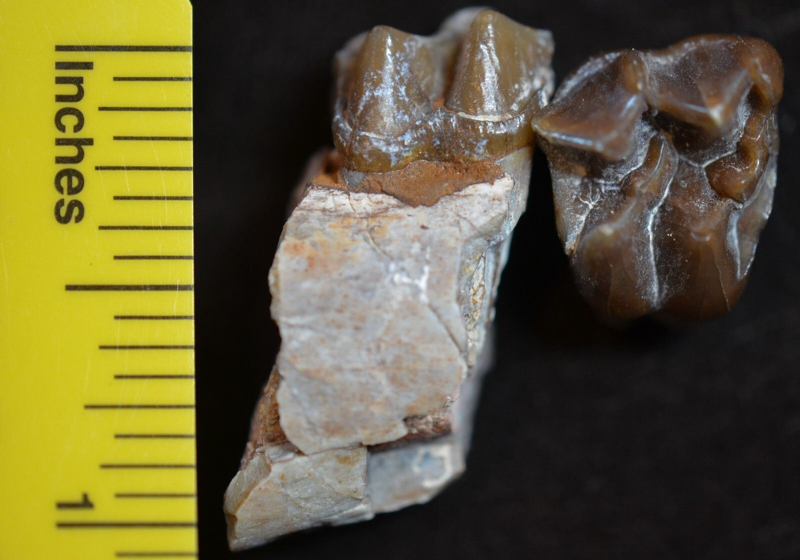 Mesohippus Upper and Lower Tooth, Three Toed Horse Fossils, Oligocene, SD, H807