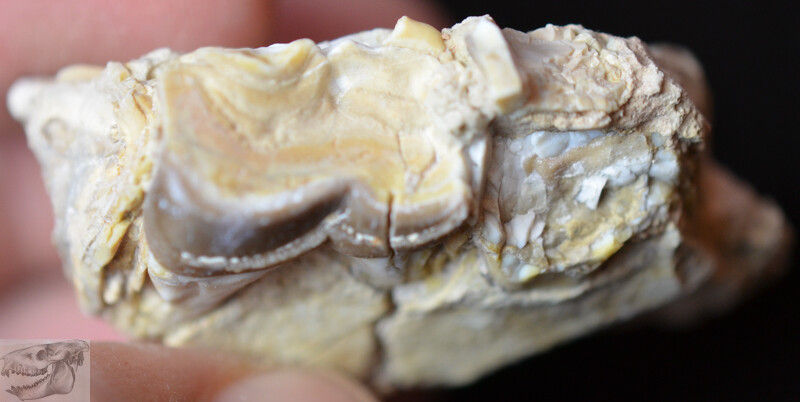 Thumbnail: Hyracodon Lower Tooth, Fossil, Badlands, South Dakota, Oligocene, R864