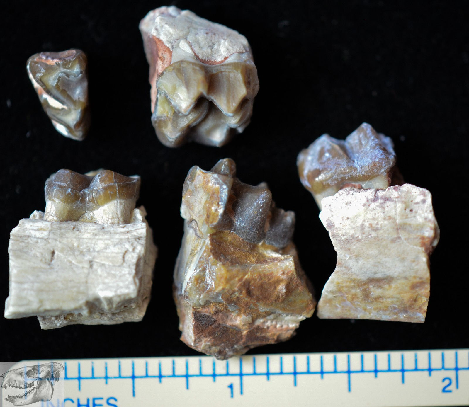 Group of 5 Mesohippus Teeth, Three Toed Horse Fossils, Oligocene, S Dakota, H756