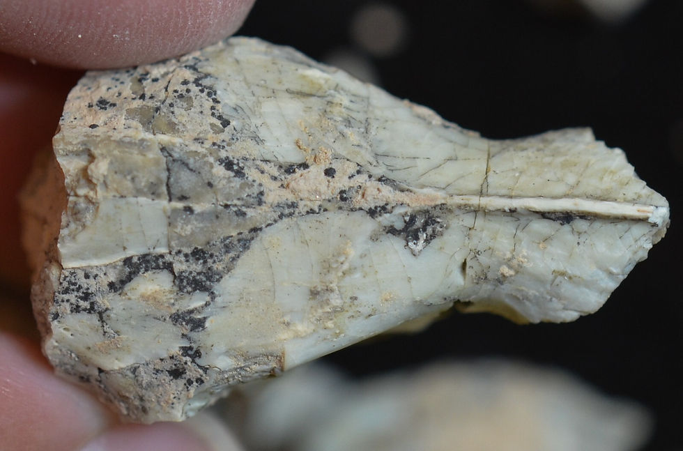 Thumbnail: Early Squirrel, Ischyromys typus, Fossil Partial Skull and Verts, S Dakota I251