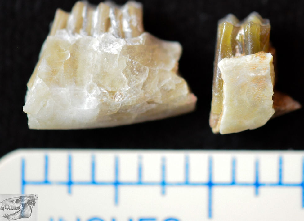 Early Rabbit, Paleolagus haydeni, 2 Fossil Jaw Sections, Badlands, S Dakota I236