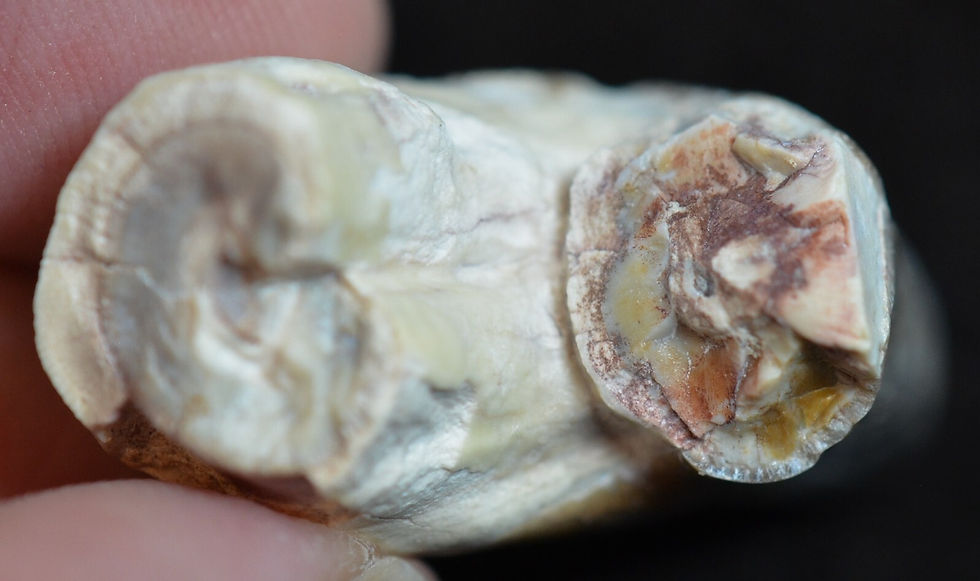Thumbnail: Rare Giant Pig Tooth, Archaeotherium, Fossil, Oligocene, South Dakota, A303