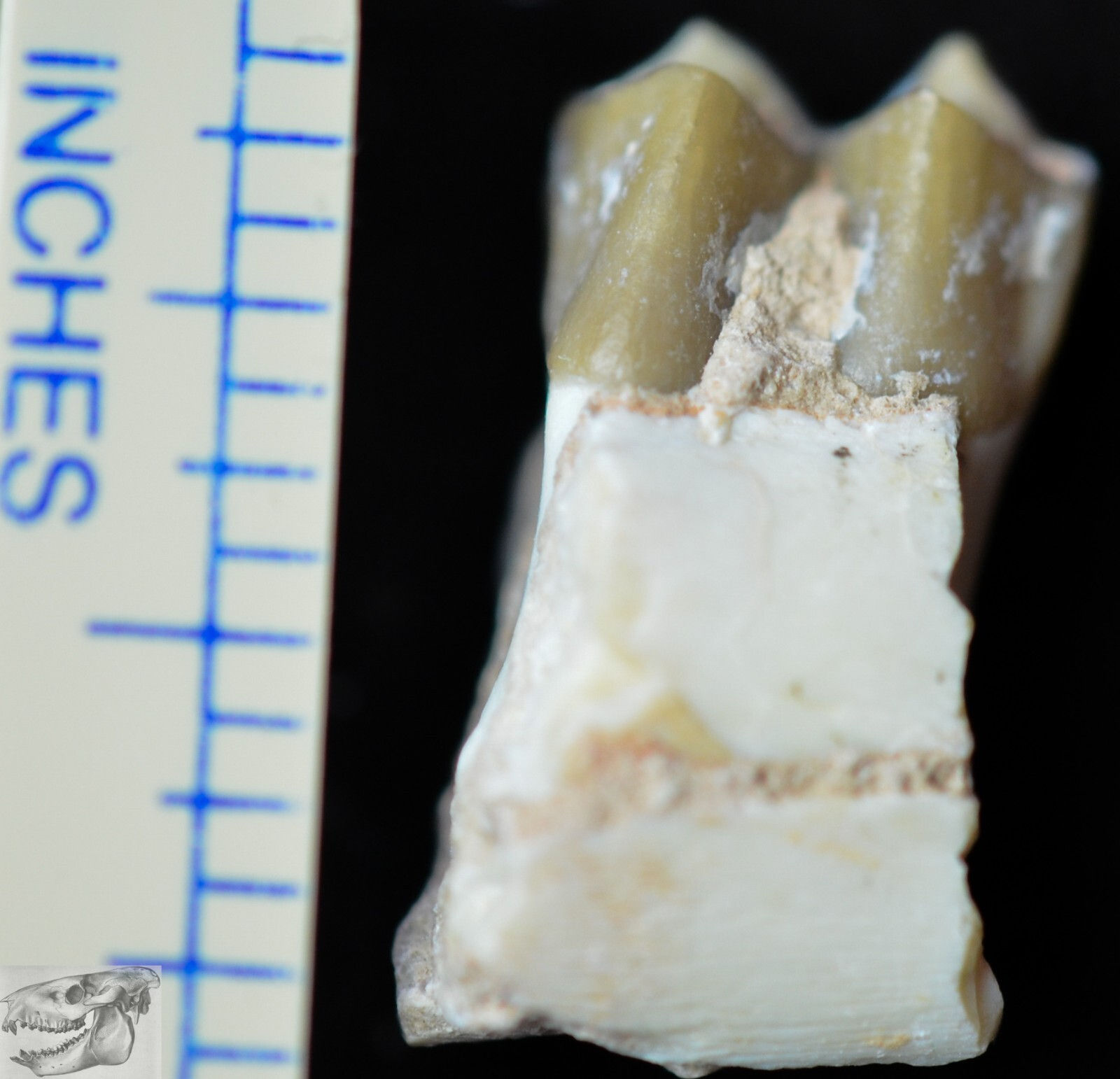 Camel Lower Tooth, Poebrotherium Fossil, Badlands South Dakota, Oligocene, P376
