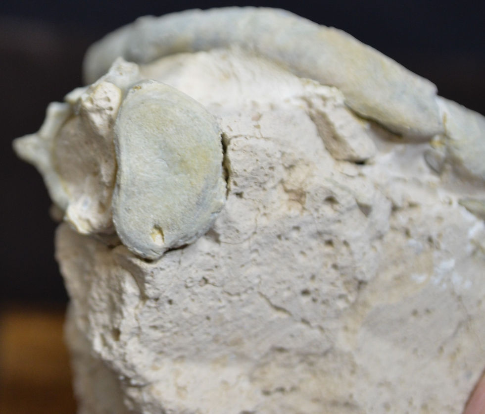 Thumbnail: Oreodont Jaw, Fossil, Eporeodon major, Badlands, South Dakota, Oligocene, O1609