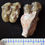 Thumbnail: Mesohippus Upper & Lower Tooth, Three Toed Horse Fossil, Oligocene, S Dak, H739