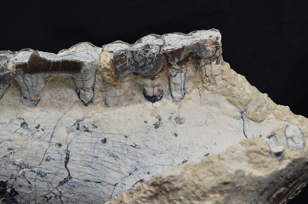 Thumbnail: Titanothere Fossil Jaw, Brontothere, Badlands South Dakota, 35 Mya, 12+ lb. T800