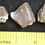 Thumbnail: Rare Hyaenodon Partial Teeth, Hyaenodon horridus, Fossils, Oligocene S Dak. K344