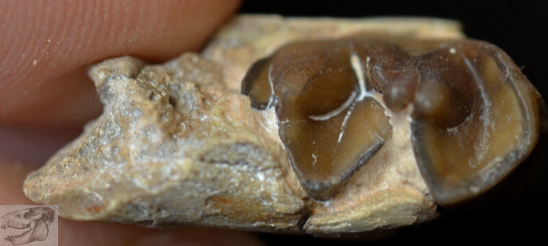 Thumbnail: Mesohippus Lower Tooth, Three Toed Horse Fossil, Oligocene, South Dakota, H549