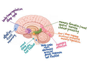 Illustration of a brain showing all areas that require estrogen: *body temp regulation, sleep cycle *attention, focus, memory *mood, sleep, anxiety, hot flashes *sleep-wake cycle, alertness, arousal, stress response, hot flashes *memory, attention *fear & stress response, emotional processing, anxiety regulation *memory formation & recall, spatial learning, context processing