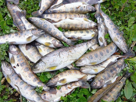 アマゴ解禁情報提供